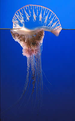 Jellyfish Portuguese Man-o-war
