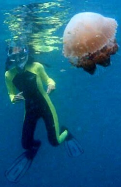 snorkeling stingersuit jellyfish
